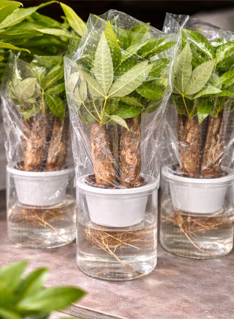 بلانت نبتة شجرة المال الداخلية مع وعاء ذاتي الري | نبات الباتشيرا أكواتيكا الطبيعي | نبتة الحظ للمنزل والمكتب | نبات منزلي أخضر مزخرف - Image 4